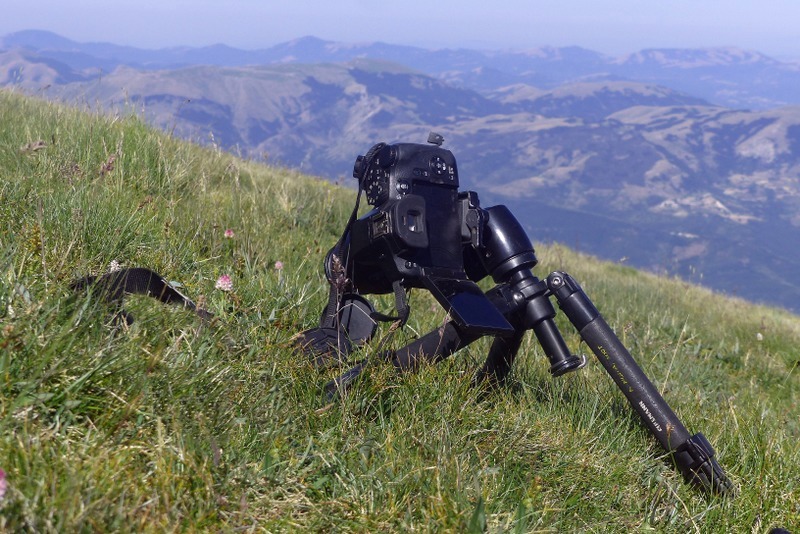 La Nigritella widderi a Pizzo di Sevo e Cima Lepri  -  luglio 2025
